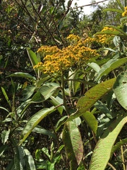 Dendrophorbium