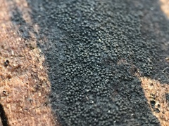 Anteaglonium globosum