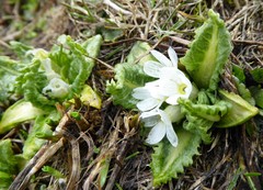 Primula hookeri