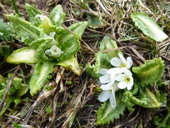 Primula hookeri