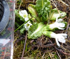 Primula hookeri