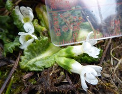Primula hookeri