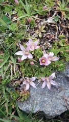 Lysimachia buxifolia