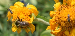 Halictus virgatellus