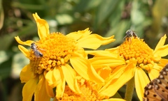 Halictus virgatellus