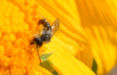 Halictus virgatellus