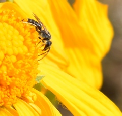 Halictus virgatellus