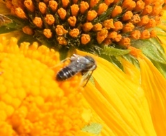 Halictus virgatellus