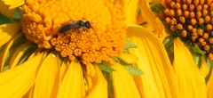 Halictus virgatellus