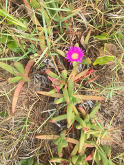 Carpobrotus glaucescens