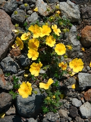 Potentilla vulcanicola