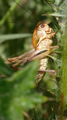 Decticita balli