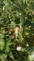 Decticita balli