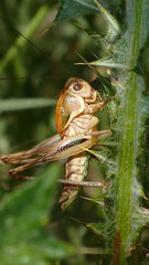 Decticita balli