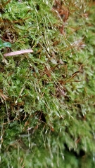 Tetraphis geniculata