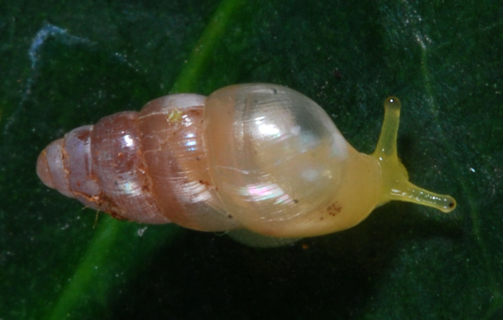 Tiny Awlsnail