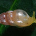 Tiny Awlsnail - Photo (c) 2010 Moorea Biocode, some rights reserved (CC BY-NC-SA)