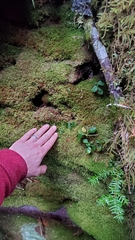 Tetraphis geniculata