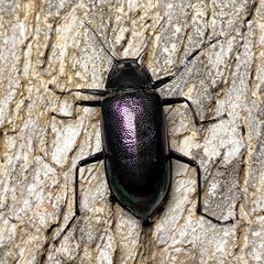 Cyphaleus metallescens