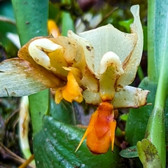 Maxillaria hedwigiae image