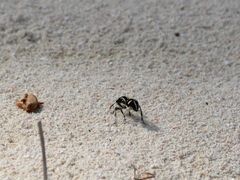 Traumatomutilla indica