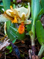 Maxillaria hedwigiae