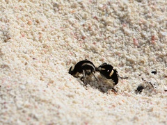 Traumatomutilla indica