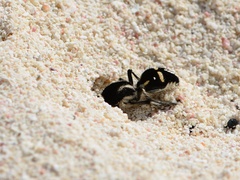 Traumatomutilla indica