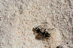 Traumatomutilla indica