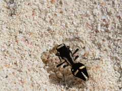 Traumatomutilla indica