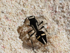 Traumatomutilla indica