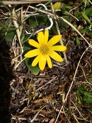 Knowltonia integrifolia