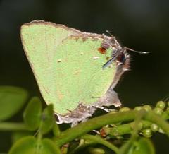 Cyanophrys miserabilis