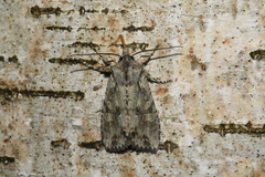 Lithophane disposita