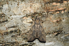 Lithophane hemina