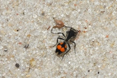 Traumatomutilla ocellaris