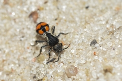 Traumatomutilla ocellaris