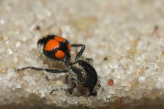 Traumatomutilla ocellaris