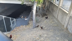 Gallus gallus domesticus