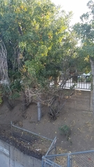 Gallus gallus domesticus