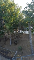 Gallus gallus domesticus