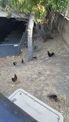 Gallus gallus domesticus