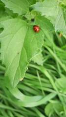 Coccinella algerica