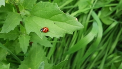 Coccinella algerica
