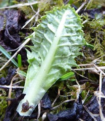 Primula hookeri