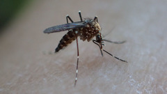 Aedes sierrensis