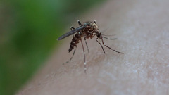 Aedes sierrensis