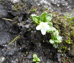 Primula hookeri