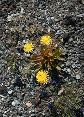 Taraxacum acricorne