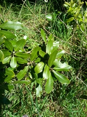 Pittosporum ralphii